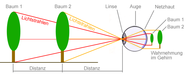 Perspektive im menschlichen Auge